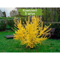 Комплект 5шт  / Форзиция (45-55 см.)